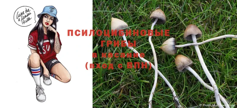 Псилоцибиновые грибы Psilocybine cubensis  блэк спрут ТОР  Шарыпово  где можно купить наркотик 